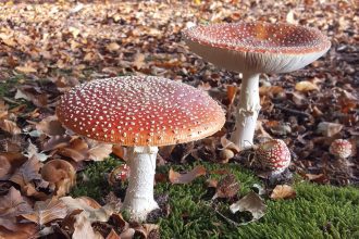 Autumn Walk