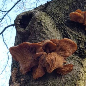 Majestic trees
