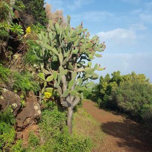 La Palma