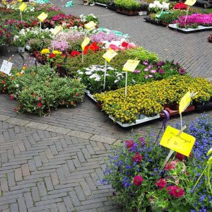 Flower Market Utrecht 