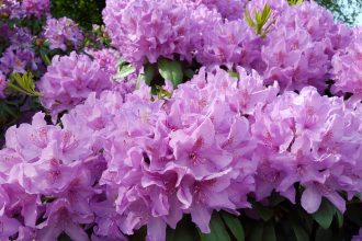 rhodo
