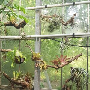 Hortus Amsterdam