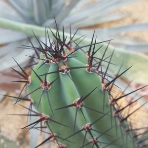 Hortus Botanicus Amsterdam