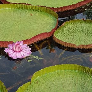 Botanical Garden Amsterdam