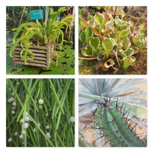 Greenhouse
