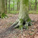 Nature Game