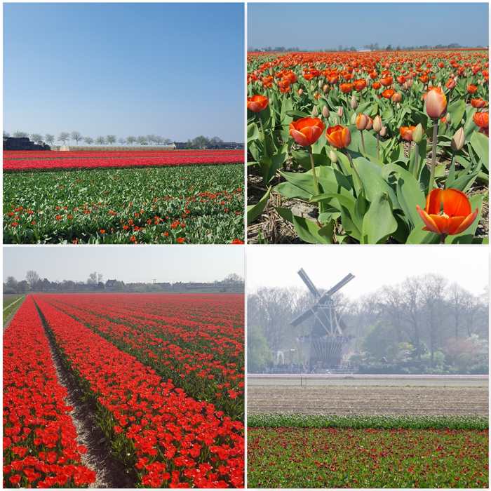 Flower Bulbs Hillegom and Lisse