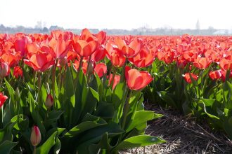Flower Bulbs Hillegom and Lisse