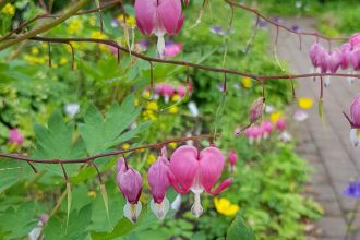 costerus tuin