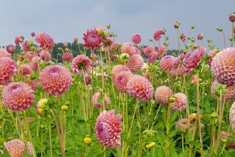 dahlia DailyGreenspiration