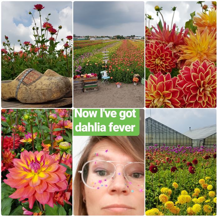 Dahlia FamFlowerFarm DailyGreenspiration