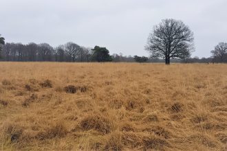 Doldersummerveld