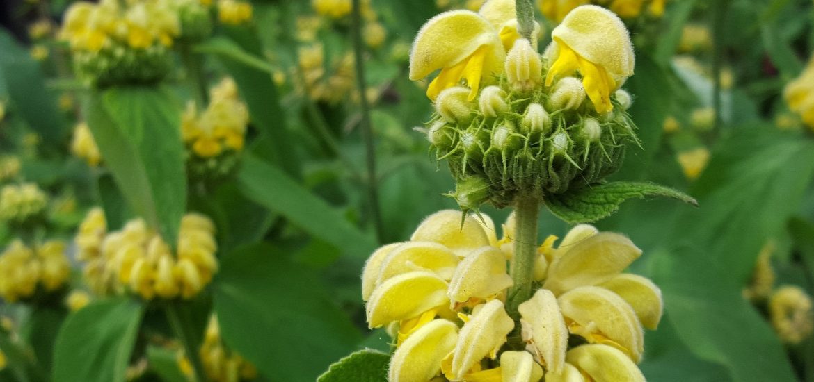 spannende tuin