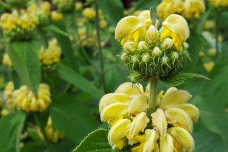 spannende tuin