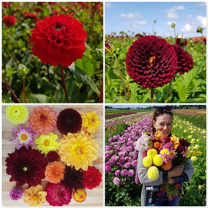 dahlia-trend