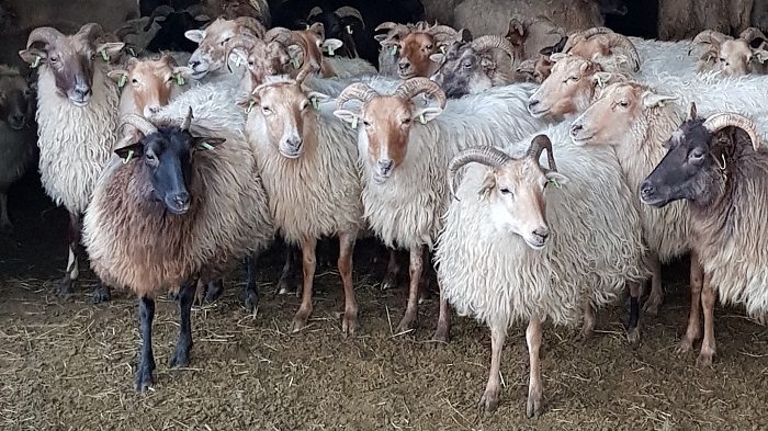 schapen holtingerveld zuidwest Drenthe