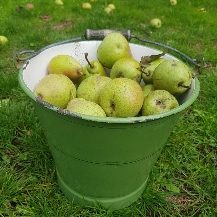 Stoofperen DailyGreenspiration.nl