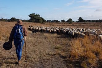 Drentse heideschapen