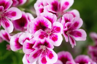 geraniums