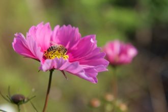 slow flowers