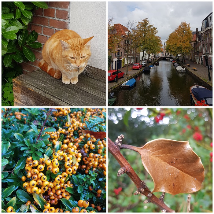 herfstgroen Alkmaar