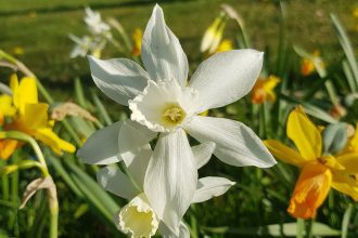 narcissen