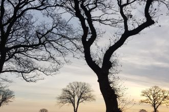 bomen