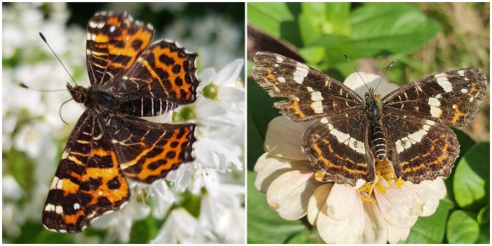 twee generaties vlinders