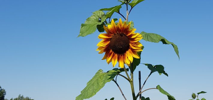 hittegolf zonnebloem