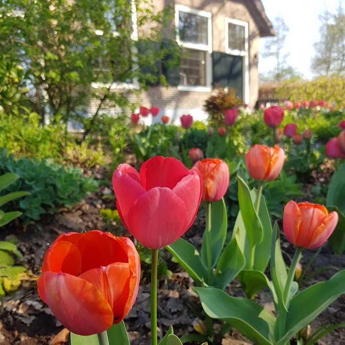 bloembollen tulpen