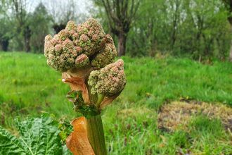 Rabarberbloem (2)
