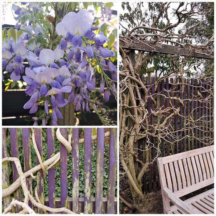 schutting met blauweregen wisteria