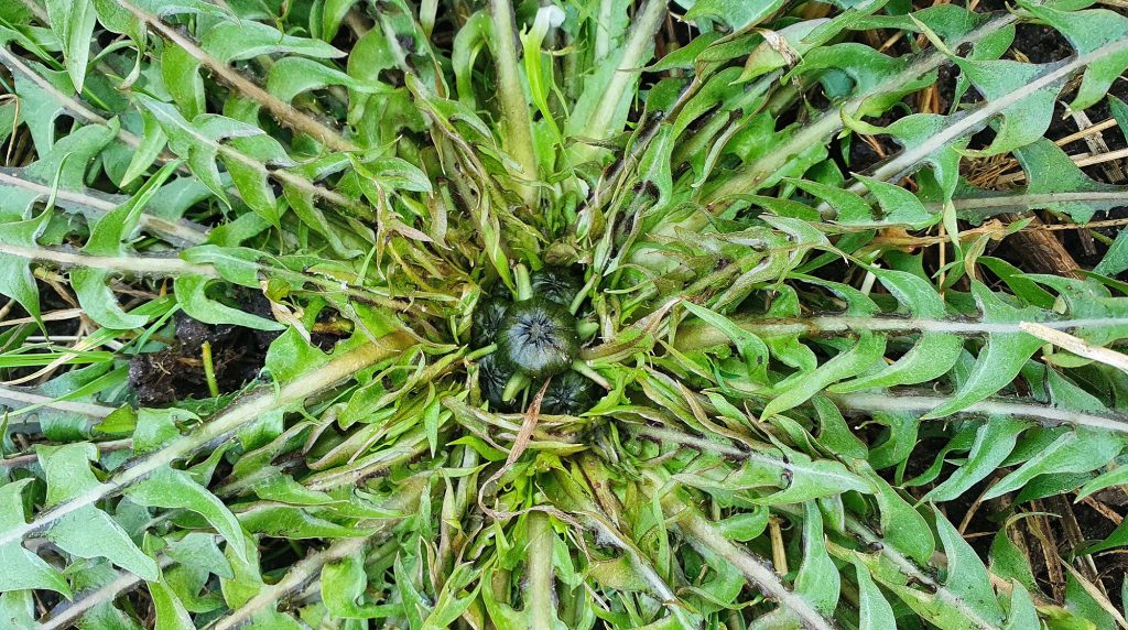 Waarom azijn niet helpt tegen onkruid DailyGreenspiration