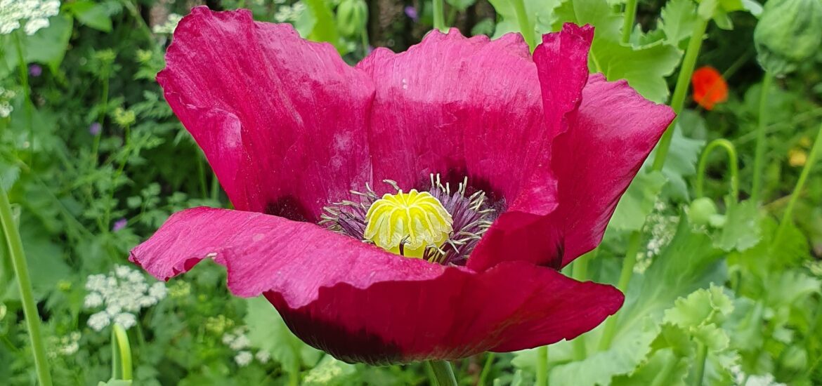 drankjes van je bloemen maken zoals azijn met papaver