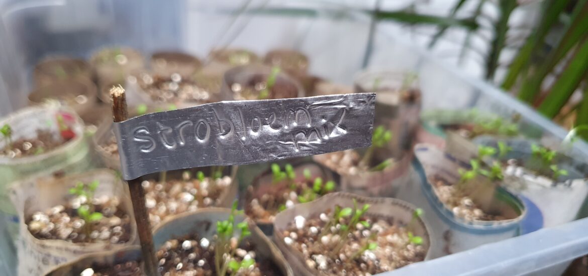 plantlabels maken