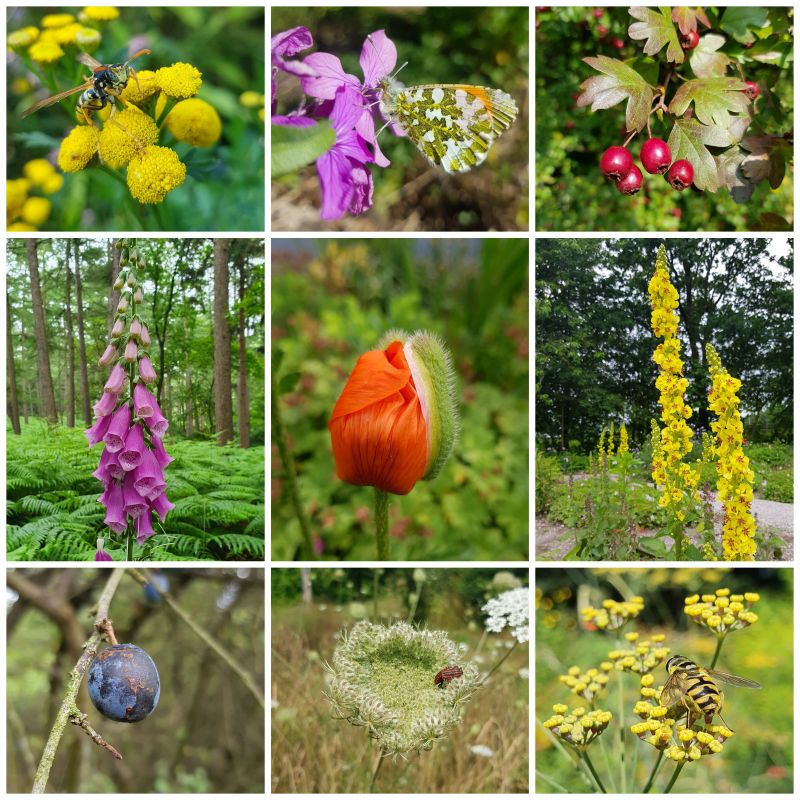 inheemse planten voor de tuin
