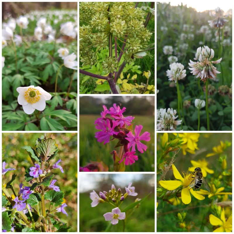 inheemse planten voor de tuin