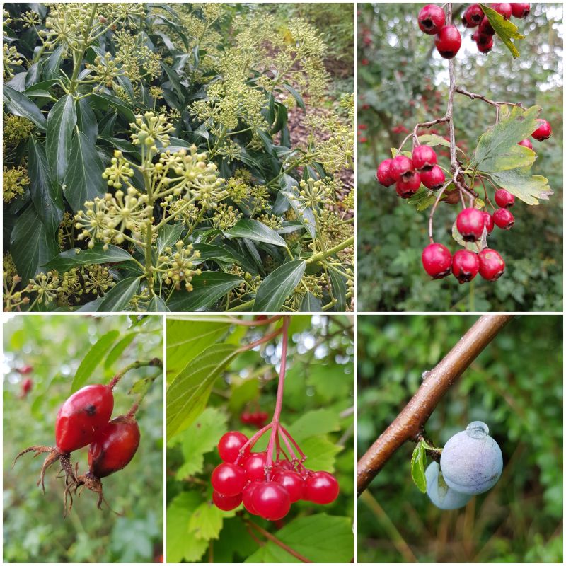 heesters met bessen en bottels