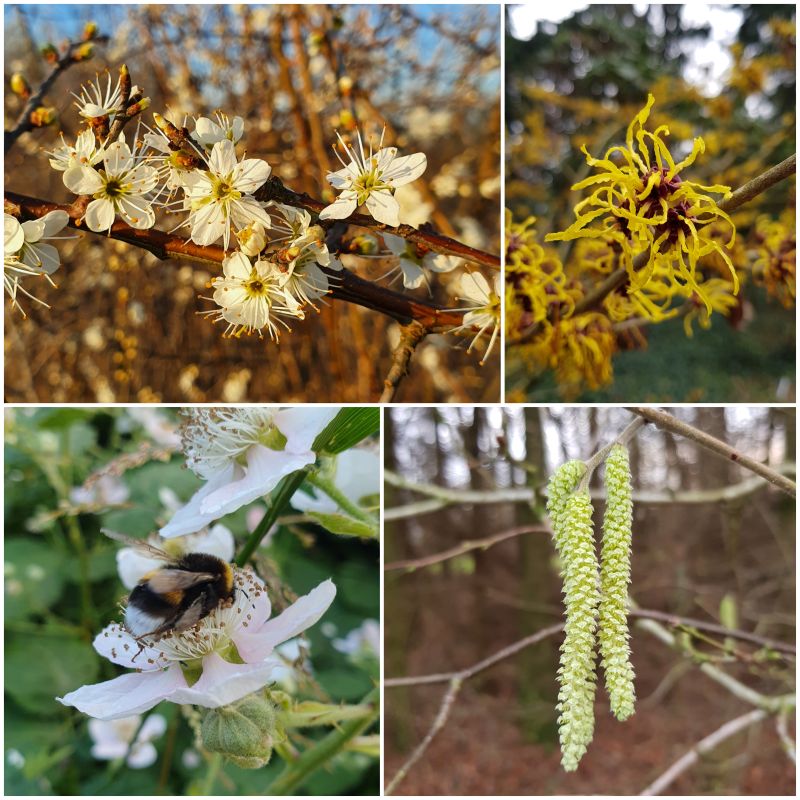 heesters met bloesem