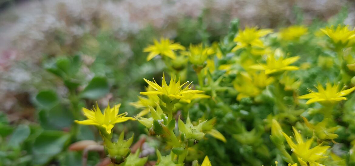 sedumdak - groen dak