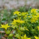 sedumdak - groen dak