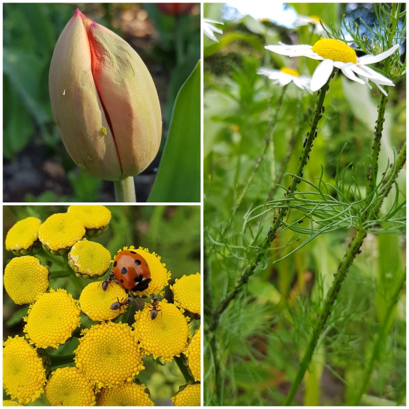 Bladluizen, mieren en lieveheersbeestjes