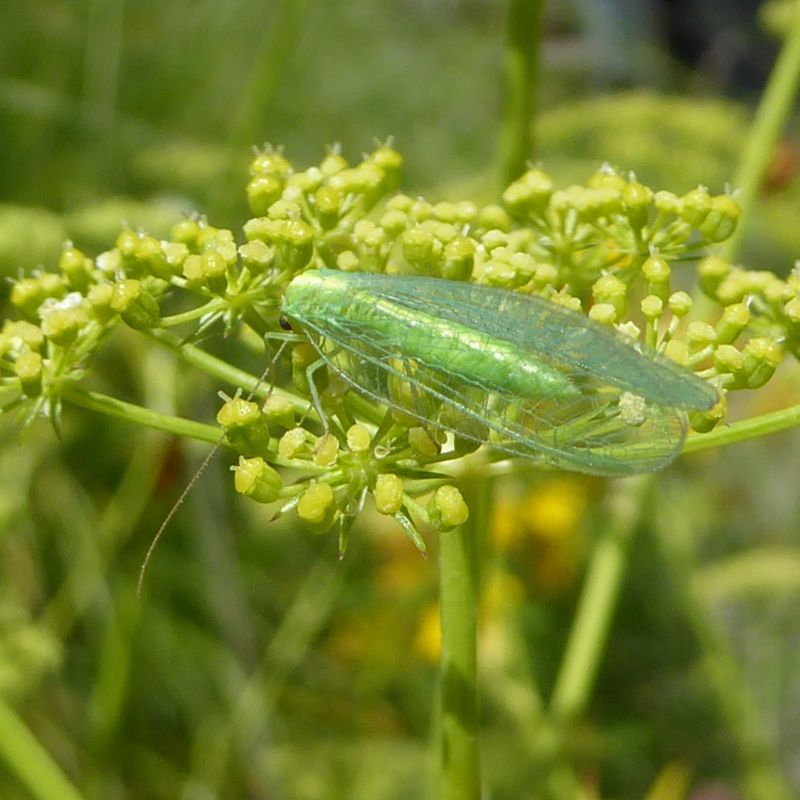 larven van gasvliegen eten bladluizen