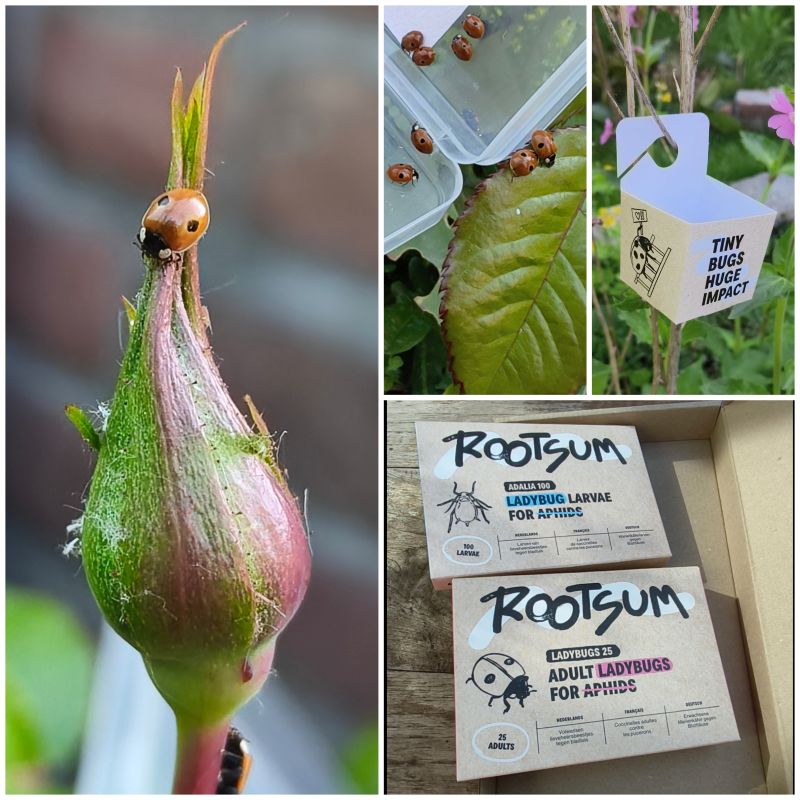 Het tweestippelig lieveheersbeestje vreet bladluizen