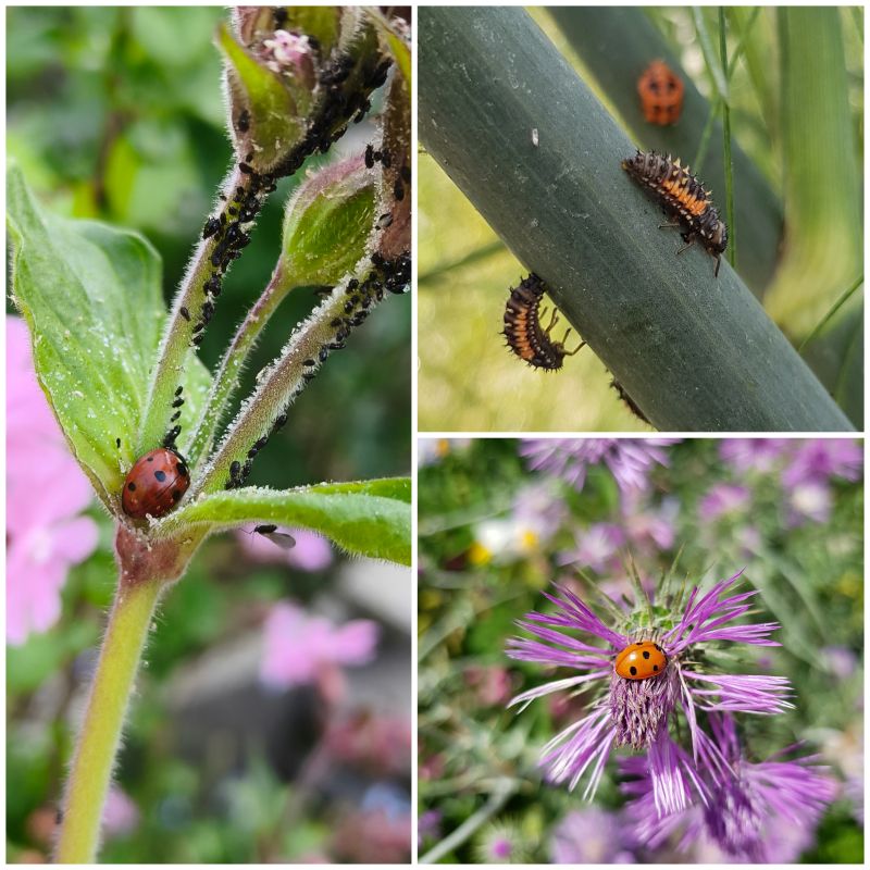 Het vijfstippelig lieveheersbeestje eet bladluizen