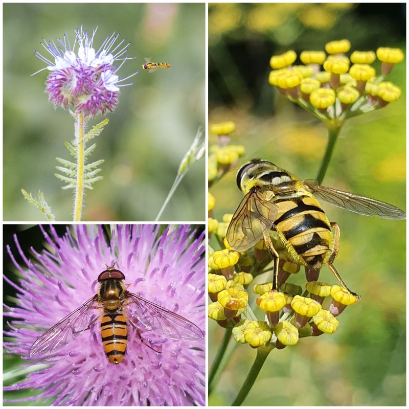 larven van de meeste zweefvliegen eten bladluizen