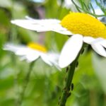 Bladluis op margriet