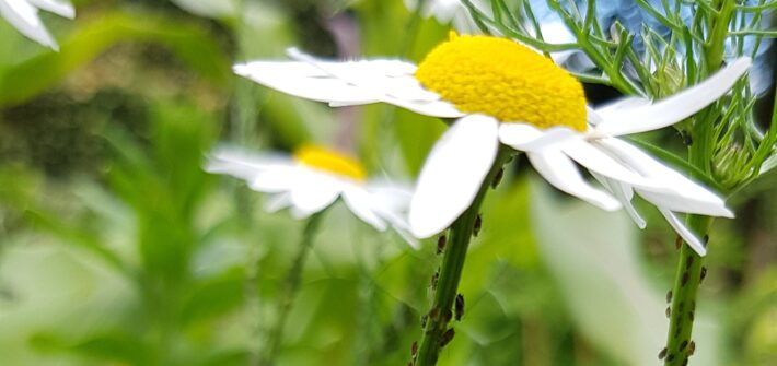 Bladluis op margriet