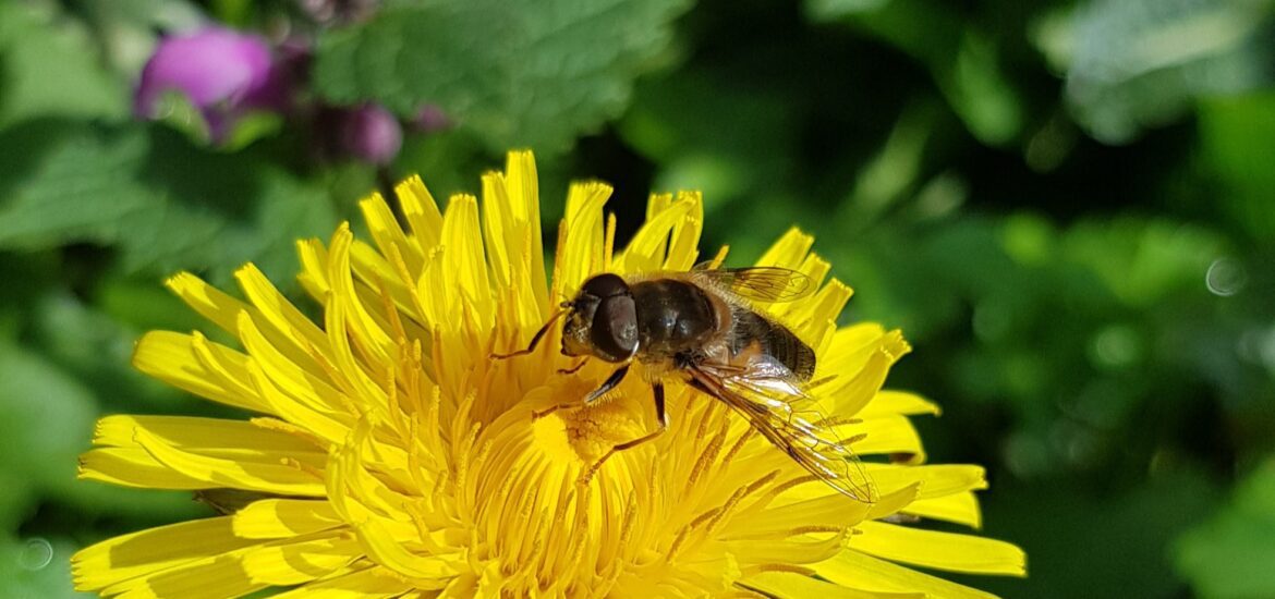 paardenbloem met zweefvlieg