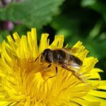 paardenbloem met zweefvlieg